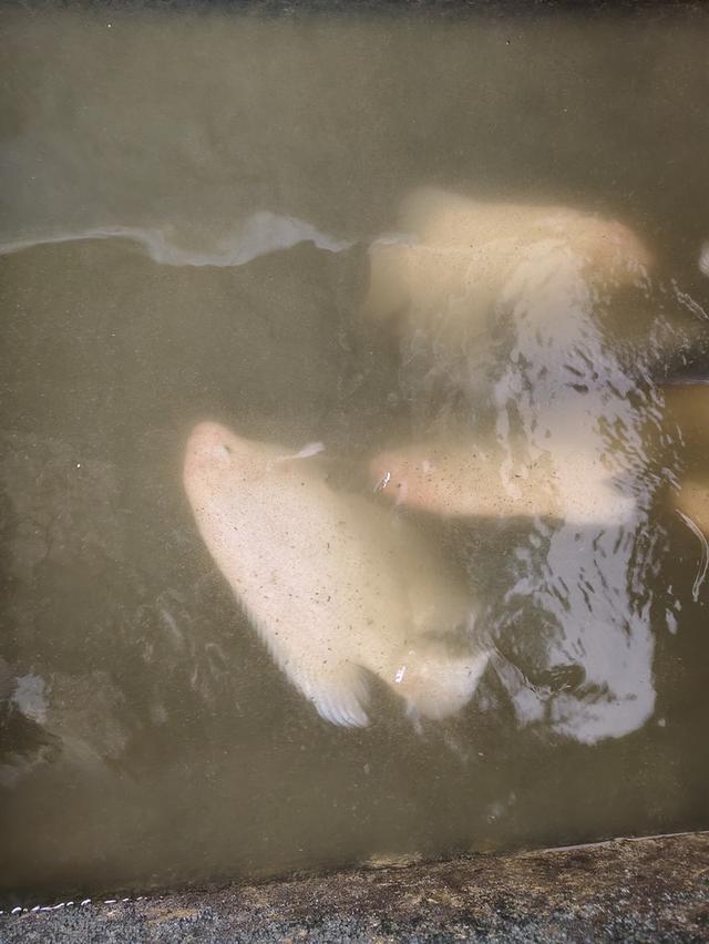 ปลาแรด เลิกเลี้ยง เผือกตาแดง