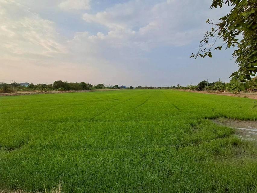 ขายที่ดิน ทุ่งนา 5 ไร่กว่า เชียงใหม่ 6