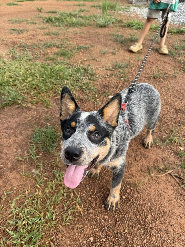 Australian Cattledog