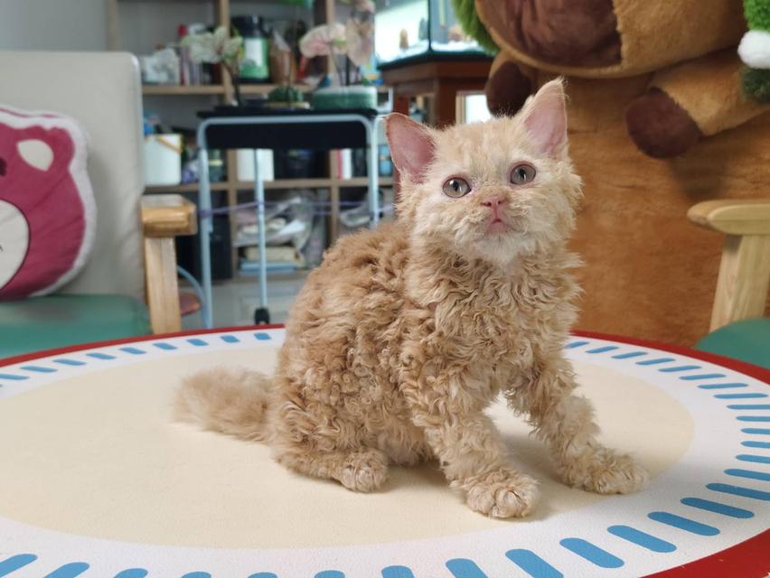 เซลเกริ์กเร็กซ์ Selkirk rex Oscat cattery chiangmai รูปที่ 3