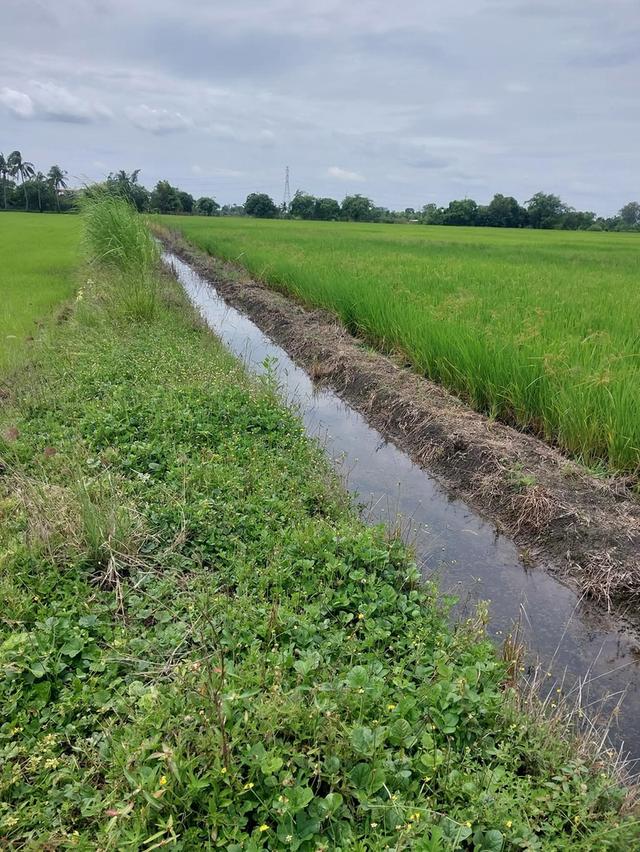 ที่ดิน 5