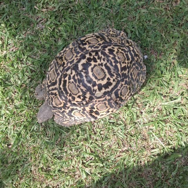 เป็นเต่าเสือดาว เพศผู้ 3