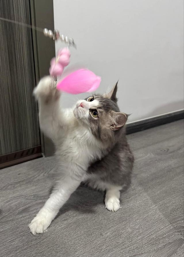 เมนคูนเปอร์เซีย 7