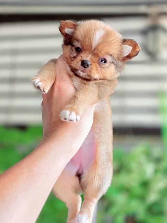 ชิวาวาแท้ เพศเมีย ขนยาว รูปที่ 2