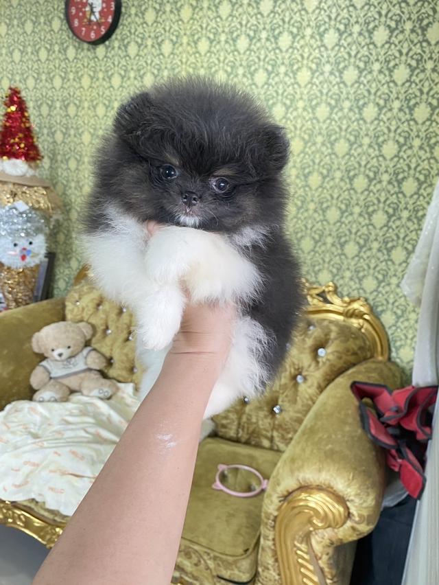 จำหน่ายปอมเมอเรเนียนแท้  3
