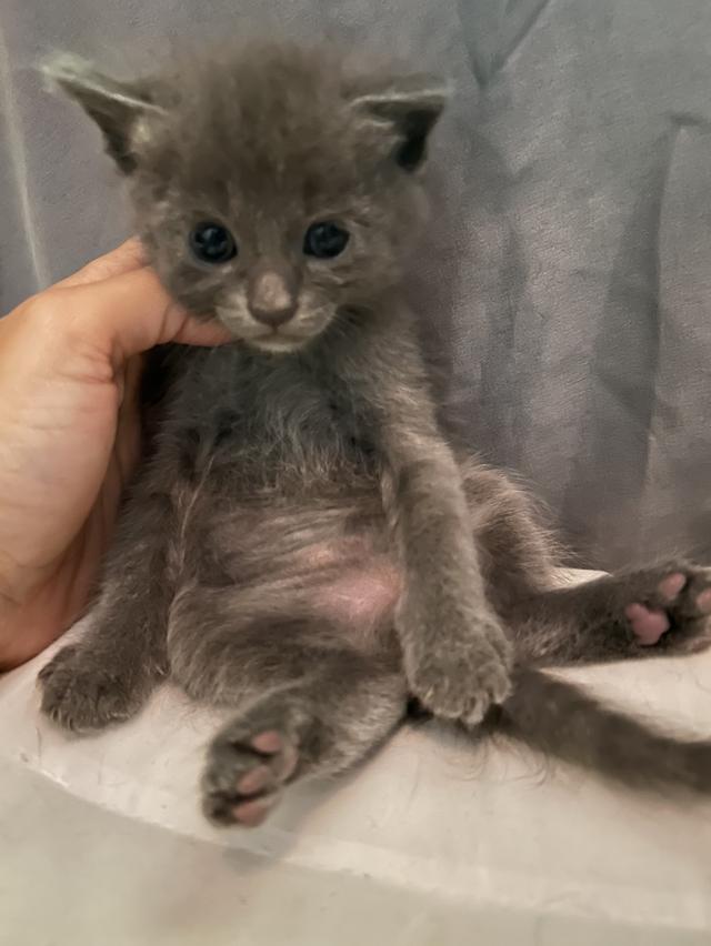 แมวรัสเซียนบลู   ฟรี มารับเองนะคะ (Russian Blue) free pick up by yourself