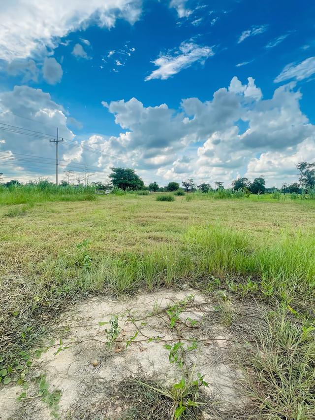 ขายที่ดินติดถนน 1 ไร่ 3 งาน 65 ตารางวา  จังหวัดศรีสะเกษ 10