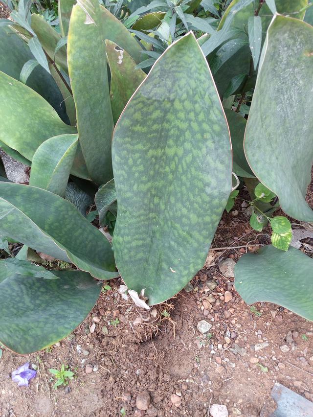 ครีบปลาวาฬไ้ฟอกอากาศ รูปย่อยที่ 4