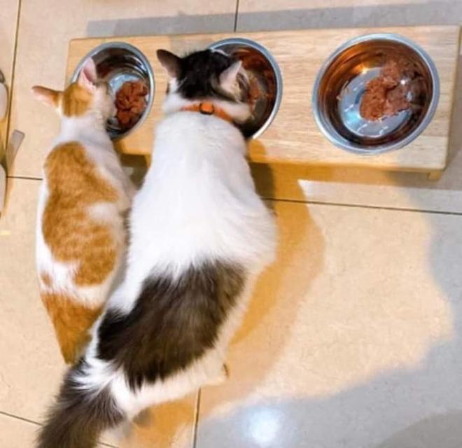 ขายชามอาหารแมวเป็นกันเอง 3
