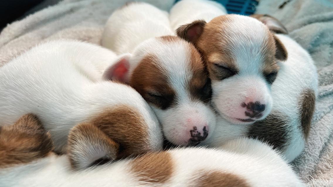 ลูกสุนัข Jackrussell 