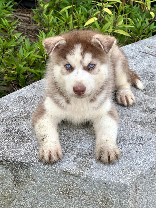 ไซบีเรียน แท้💯 เพศผู้ ตาฟ้าคู่ อายุ 50 วัน 2