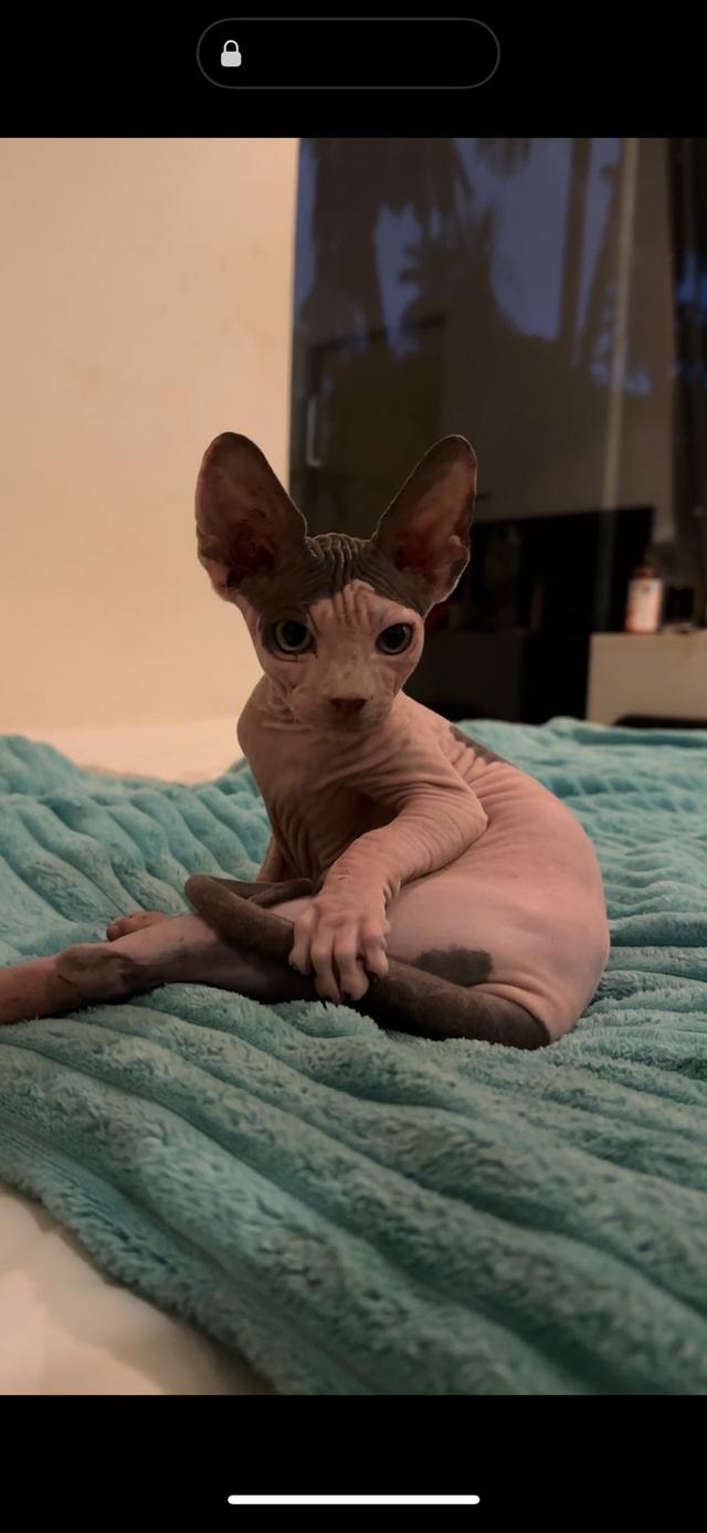 cute white sphinx raised with love and care