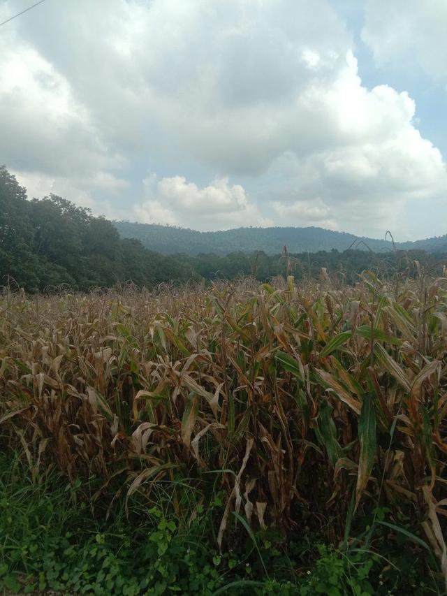 ที่ดินเปล่า 4 ไร่ ไร่ละ 3แสน ขายยกแปลง ไทรทองพัฒนา เข้าจากวัดแสงธรรม 4-5 กิโลเมตร อำเภอวังน้ำเขียว