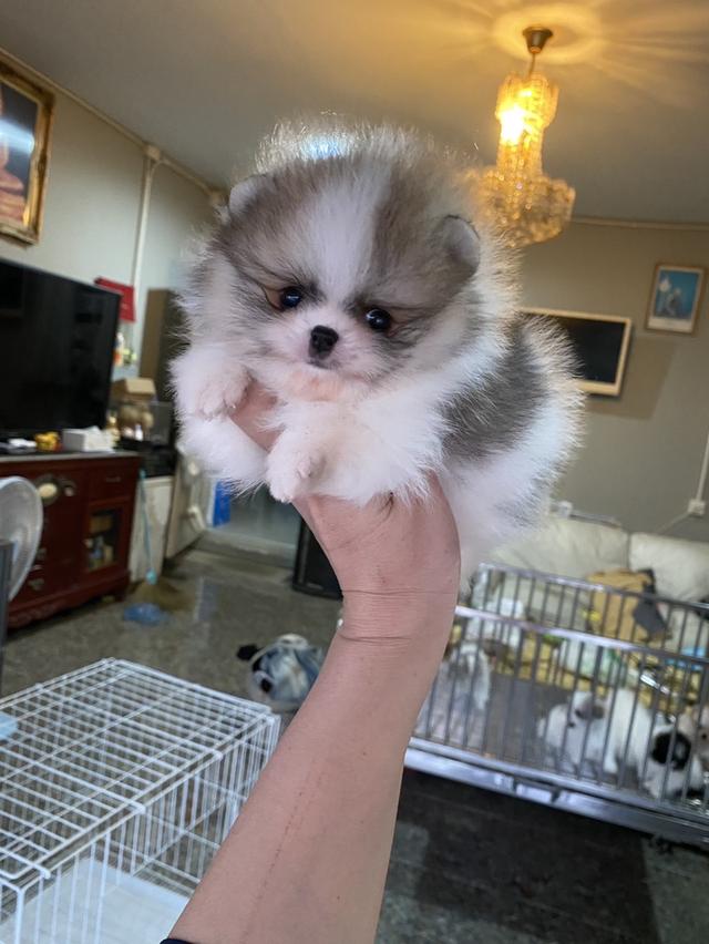 mini product image 4