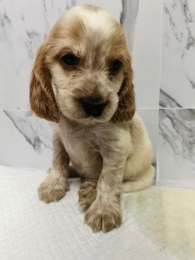 ลูกสุนัขพันธุ์อิงลิชค็อกเกอร์สเปเนียล 3