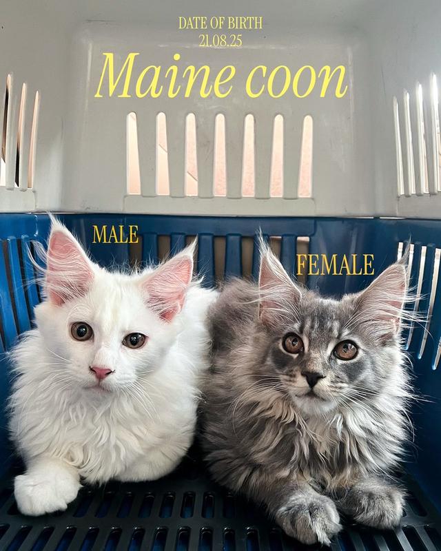 Maincoon แท้ ตัวผู้ และ ตัวเมีย