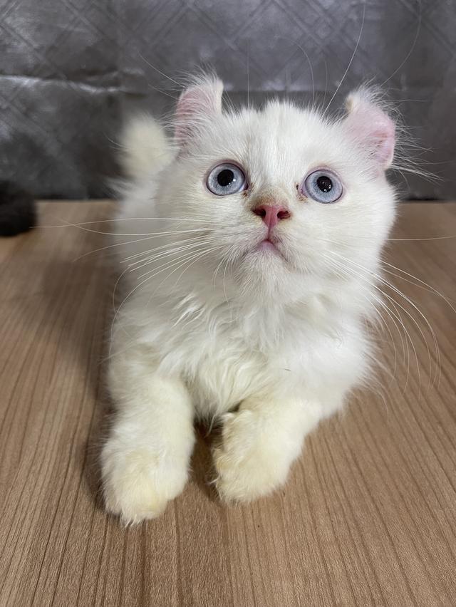 คนขายเลี้ยงเองครับ น้องแมวพันธุ์ อเมริกันเคิร์ลผสมหิมาลายัน เพศชาย ( หูบิน ) ตาสีฟ้า