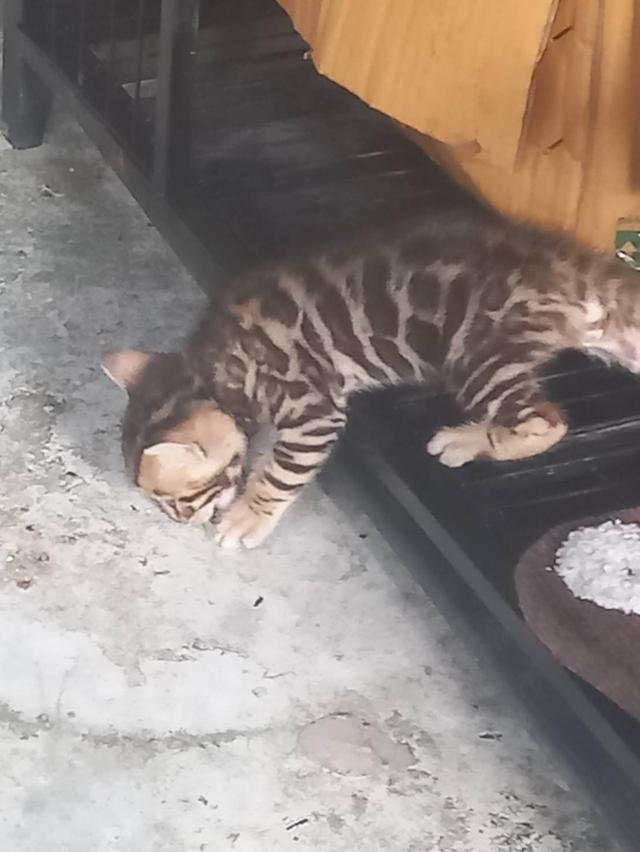 แมวเบงกอล 7