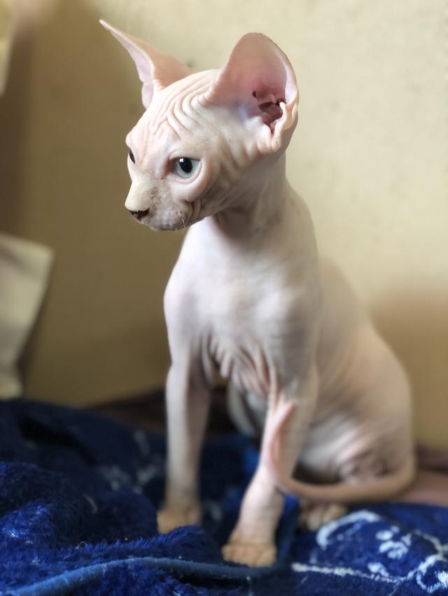 แมวสฟิงซ์ sphynx cat  2