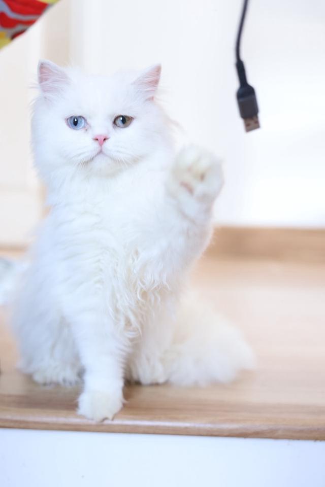 ขายแมวเปอร์เซียตาสองสีน่ารัก รูปที่ 4