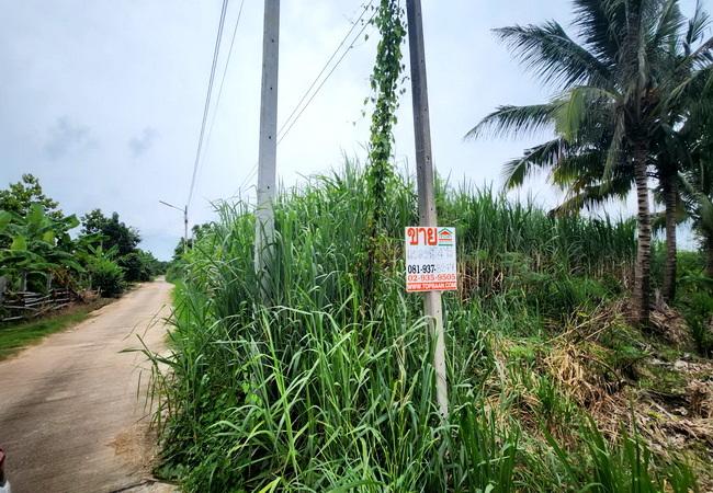 ขายที่ดิน บ่อทอง เทศบาลตำบลธาตุทอง 5 ถนนบ่อทอง ตำบลธาตุทอง อำเภอบ่อทอง ชลบุรี 4
