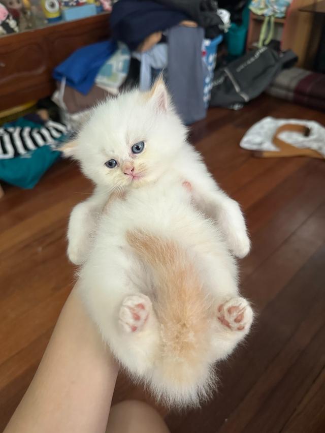 แมว สกอตติชโฟล