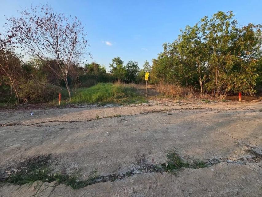 ขายด่วนที่ดิน 120 ตารางวา ติดถนนคอนกรีตสาธารณะ อ.บางเลน จ.นครปฐม 5