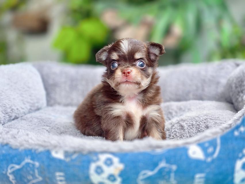 Chihuahua สีช็อคขนยาวพร้อมย้ายบ้านมีบริการส่ง