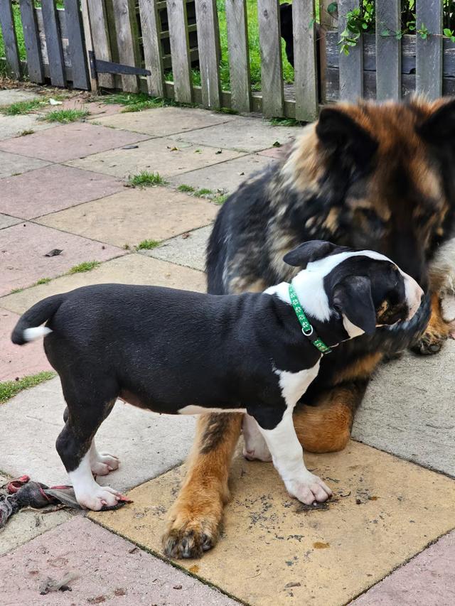 Bull terrier Puppies for Adoption Ready รูปที่ 4