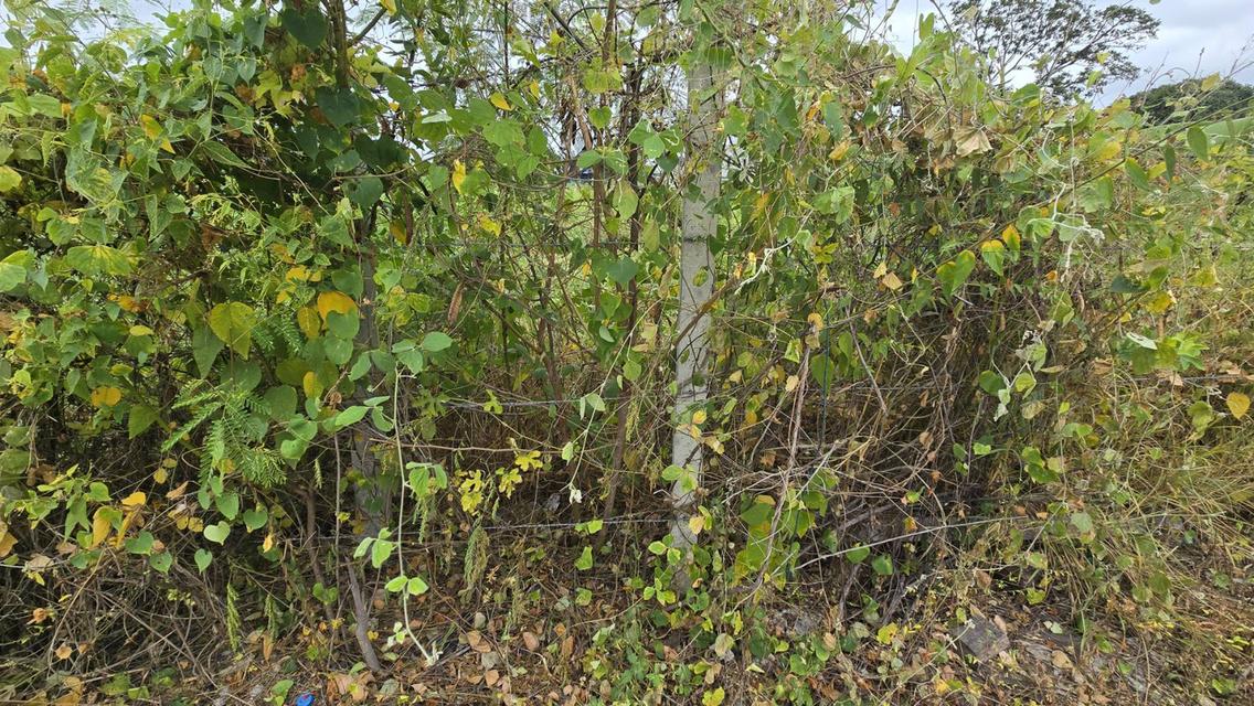 ขายที่ดินศรีราชา ชลบุรี ผังสีส้ม ใจกลางชุมชน เจ้าของขายเอง เหมาะพัฒนาโครงการทาวน์โฮม-คอนโด Low-rise 5