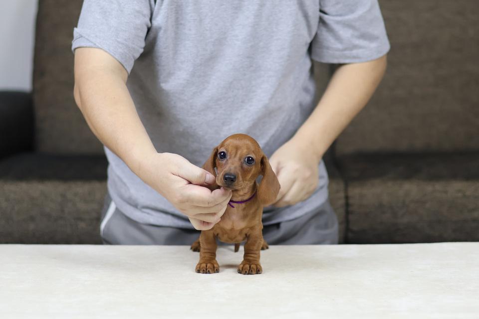 Mini dachshund puppies