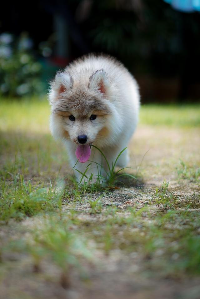 ไซบีเรียนฮัสกี้ Siberian husky  3