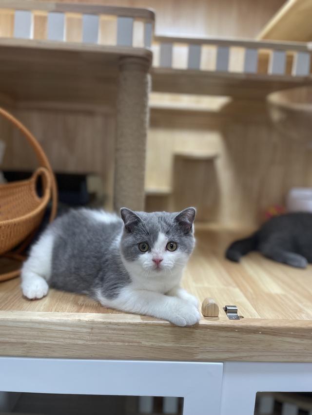 แมวมันช์กิ้นขายาว พร้อมย้าย