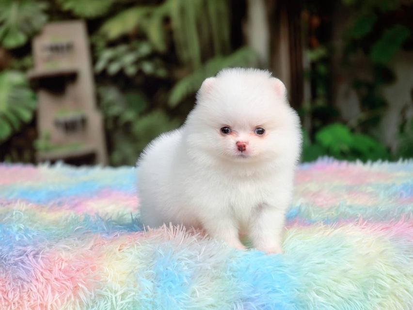 ปอมเมอเรเนียนแท้ ทีคัพ สีขาวเพศเมีย รูปที่ 8