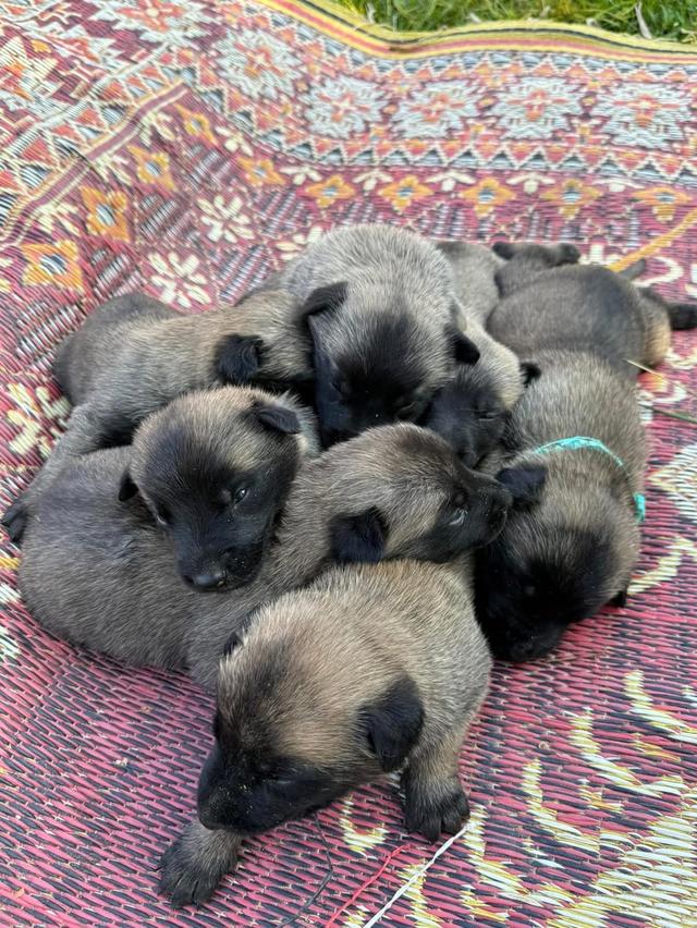 ลูกสุนัขพันธุ์ Belgian Malinois