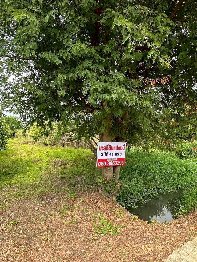 ที่ดินสวนลำไยแถวสารภี 3