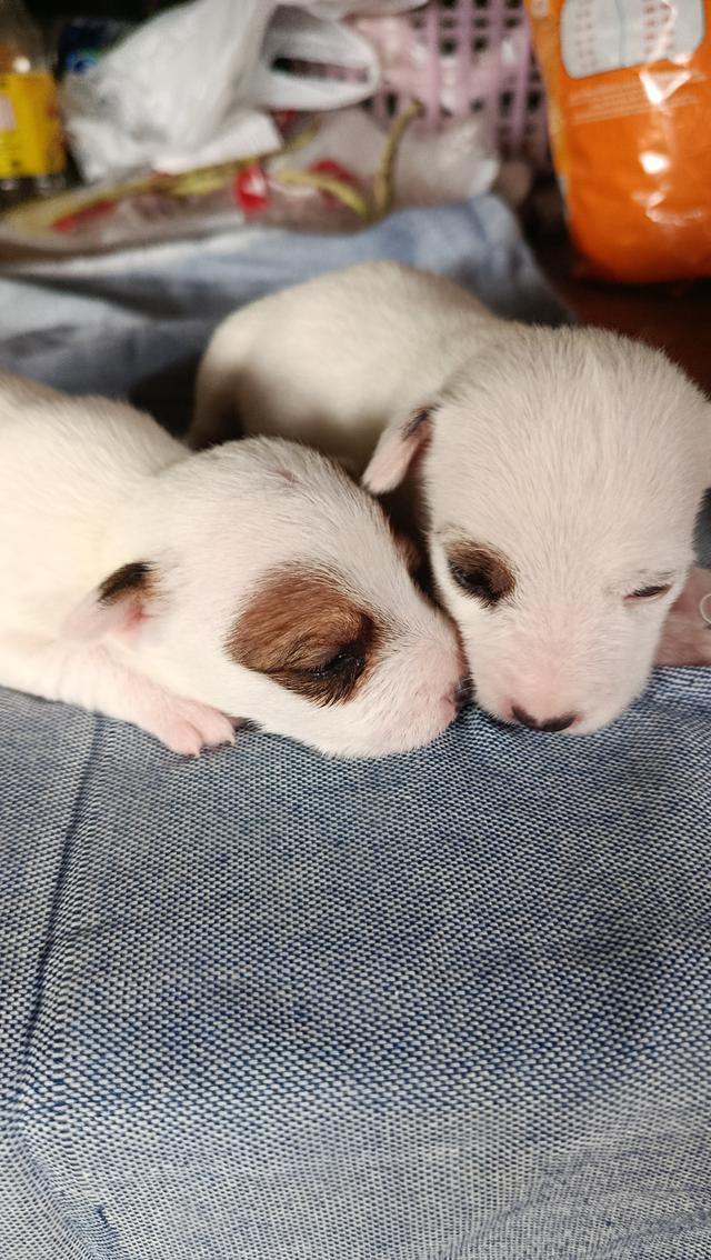 ลูกสุนัขแจ็ครัสเซลล์ขนหัก รูปย่อยที่ 2