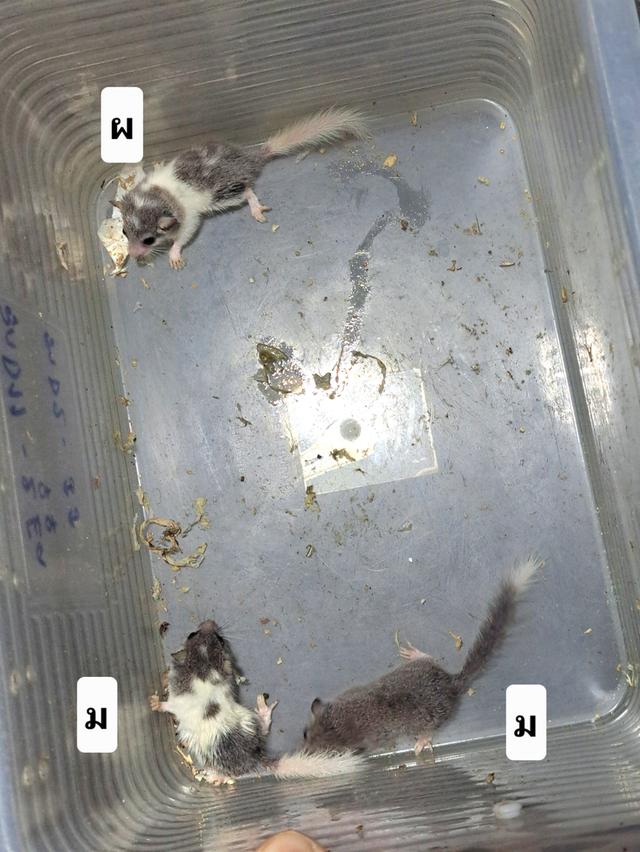 ดอร์เมาส์ กระรอกจิ๋ว