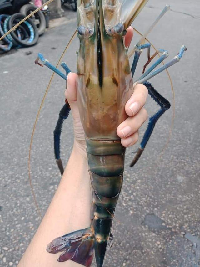 กุ้งแม่ยักษ์ 1