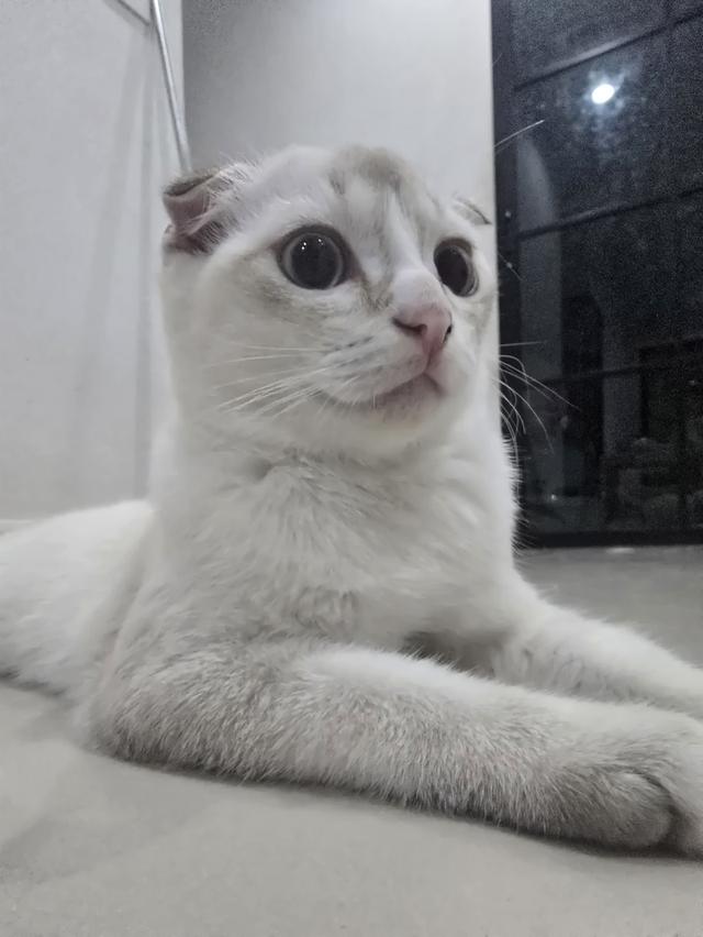 แมวไทยผสมมันซ์กิ้น 6-7 เดือน