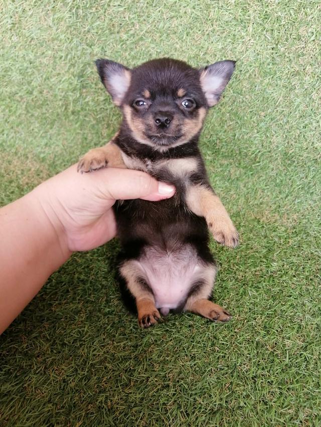 ชิวาว่าผสมปอม ขนสั้น เพศเมีย พร้อมย้าย รูปที่ 5