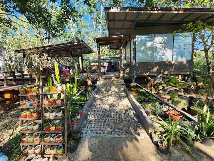 ที่ดินพร้อมบ้านพัก สวนยางพารา 5
