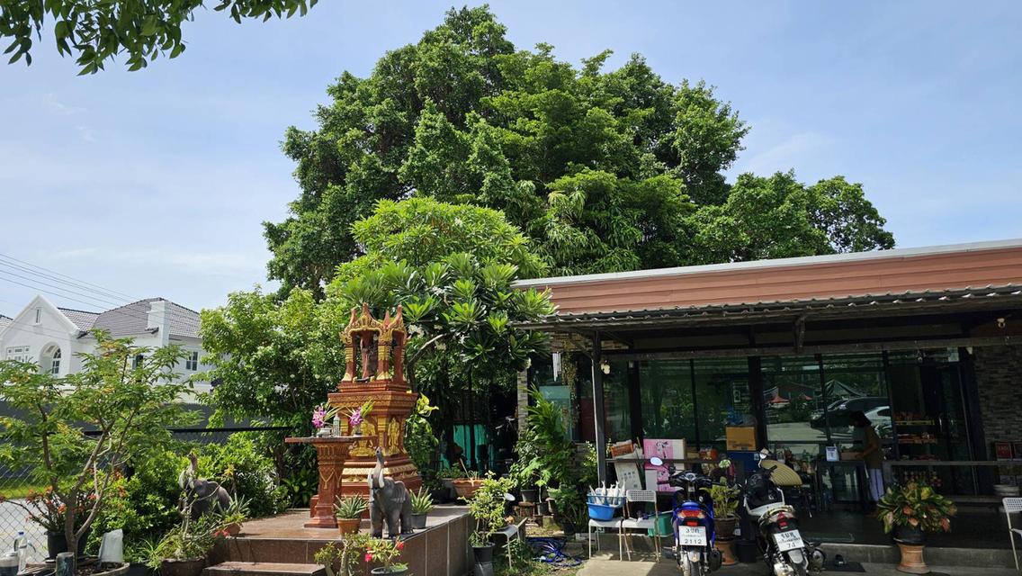 ขายที่ดินพร้อมสิ่งปลูกสร้าง 4