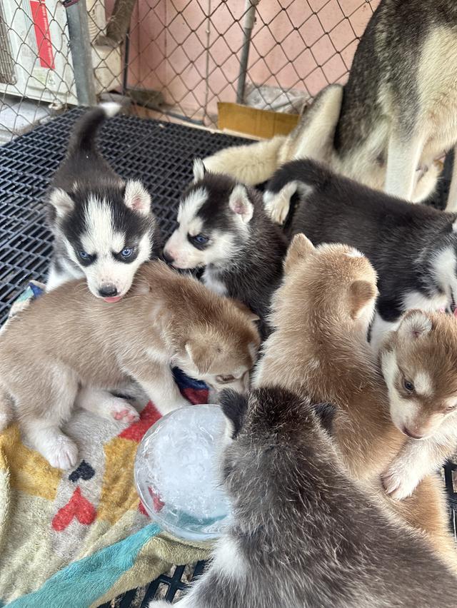 ลูกไซบีเรียสแตนดาร์ดพ่อฮักกี้ค่ะ รูปที่ 6