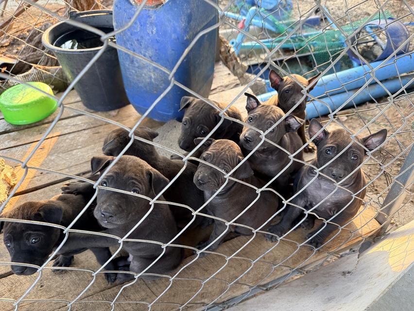 สุนัขไทยหลังอาน เลือด 100% 2