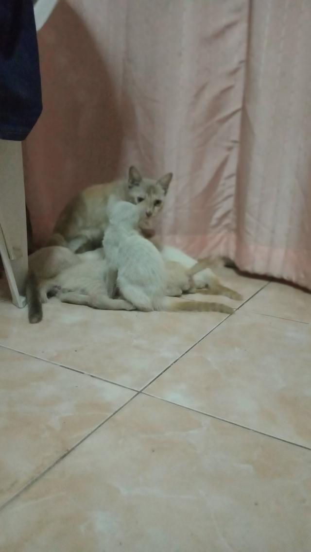 พันธุ์เทอร์คิชแองโก