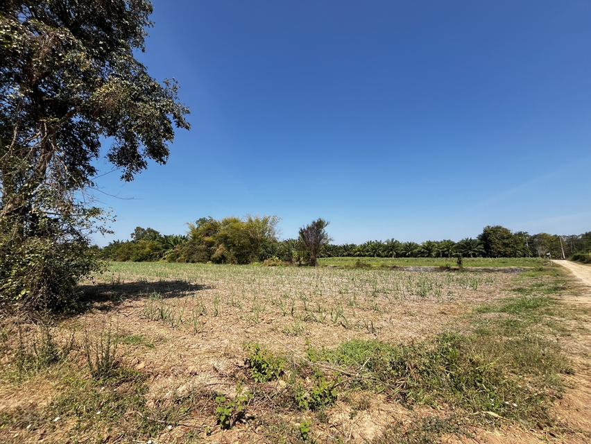 ขายที่ดินสำหรับทำการเกษตร ในเขตอำเภอเมือง ขอนแก่น 3