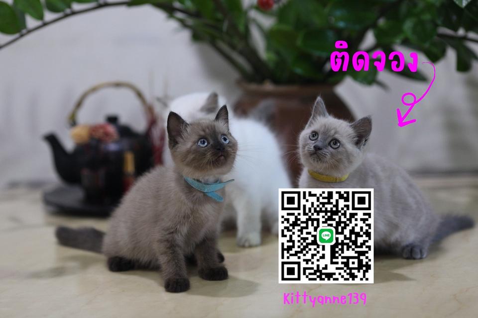 น้องแมวลูกครึ่งหิมาลายันผสมสก็อตติช 2