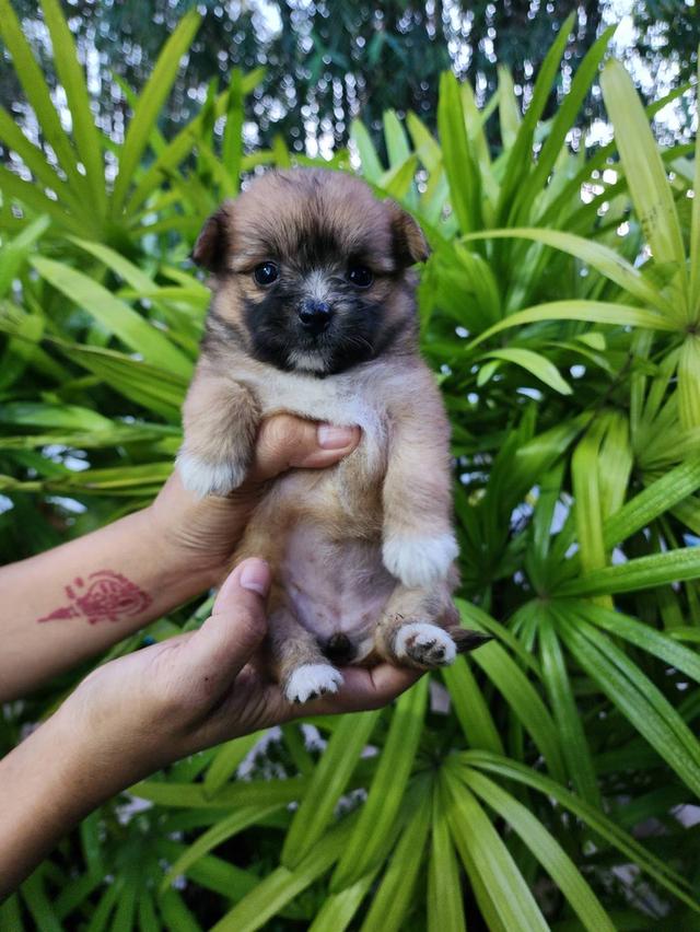 ลูกสุนัขชิวาวาขนยาว. รูปที่ 8
