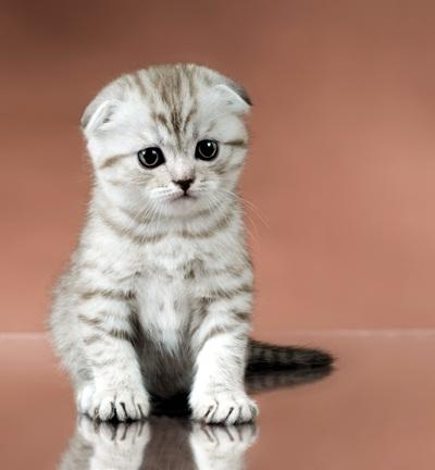 แมว สก๊อตติช-โฟลด์น่ารักสุดๆ